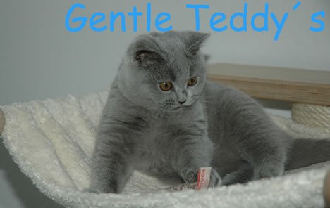 Gentle Teddy`s