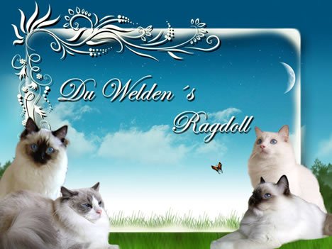 Du Welden´s Ragdoll