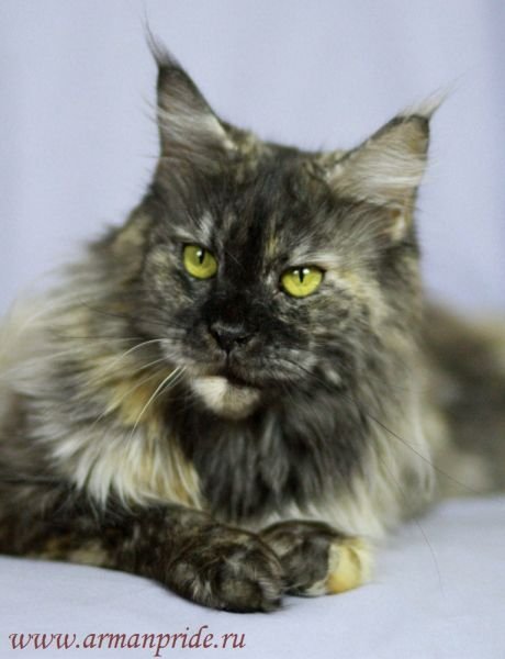 Timaracoon`s Pearl