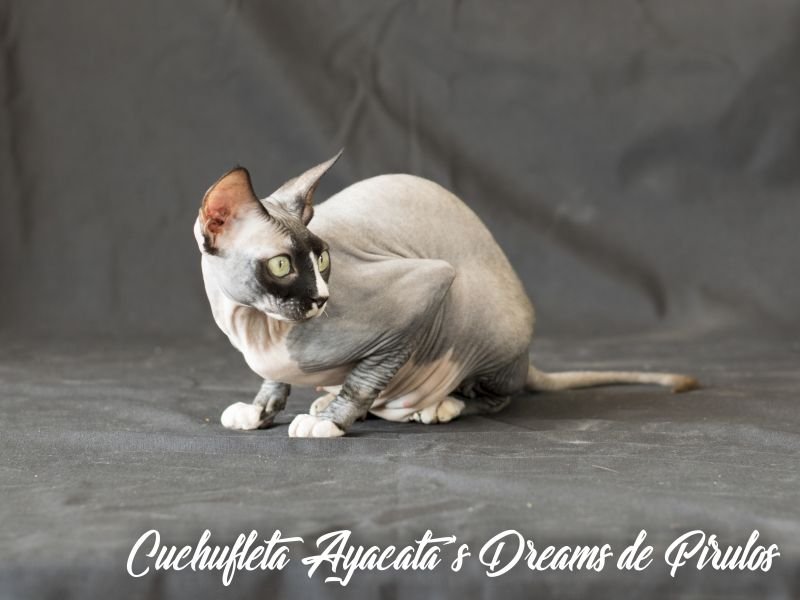 GIC CUCHUFLETA AYACATA´S DREAMS*ES