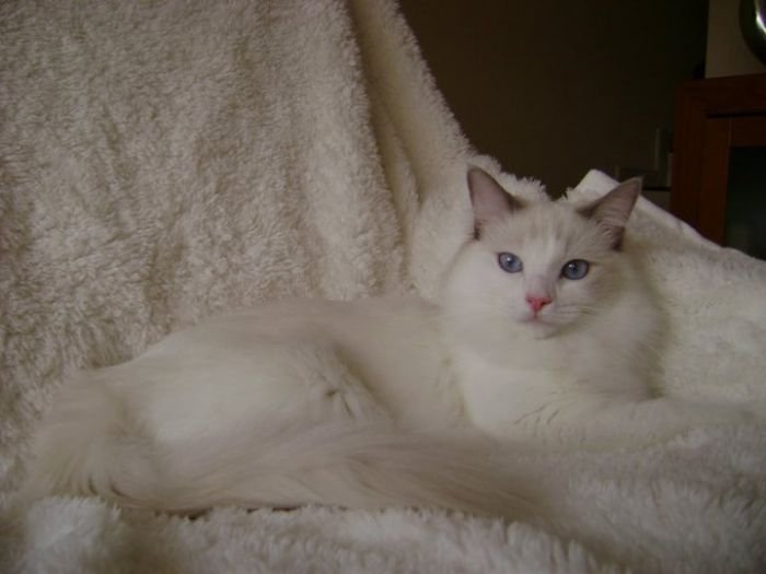 Ambel Du Welden´s Ragdoll