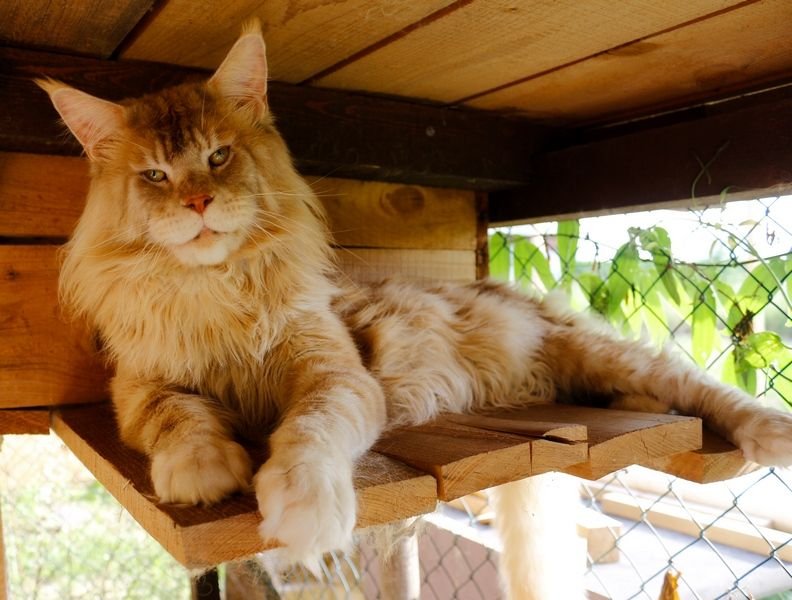 FidelityFeline CZ