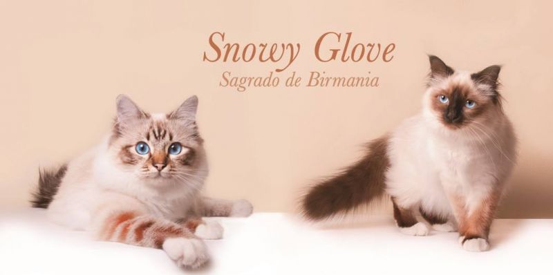 Snowy Glove *ES