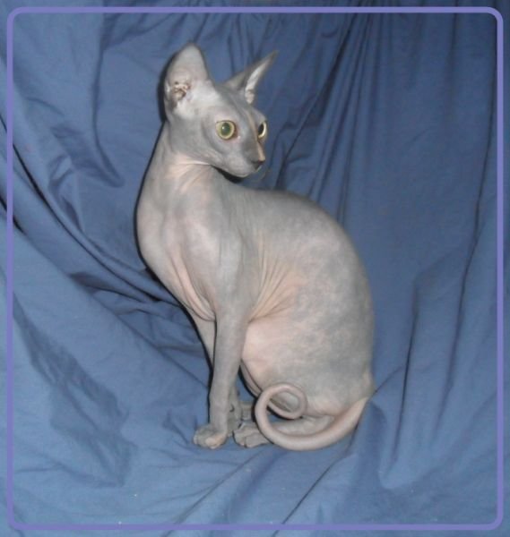 Triple F Sphynx and Bambino Cattery