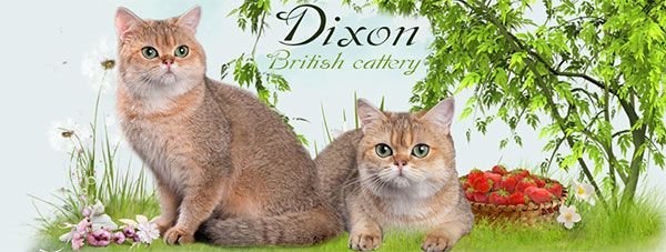 Dixon