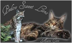 Pediro Sweet Lions