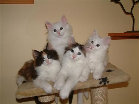 Adkelekatts