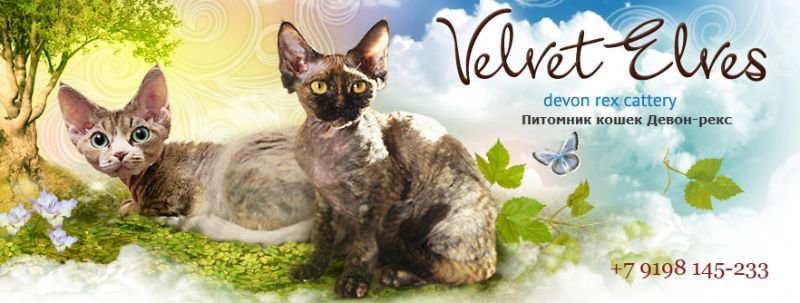 Velvet Elves