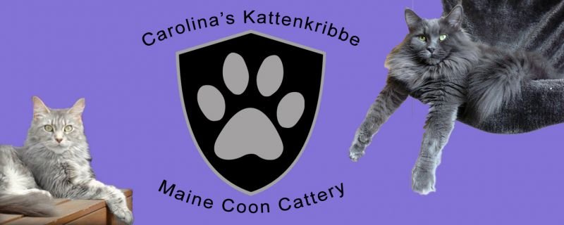 Carolina's Kattenkribbe