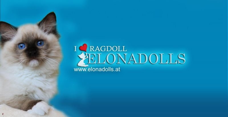 Elonadolls Ragdolls