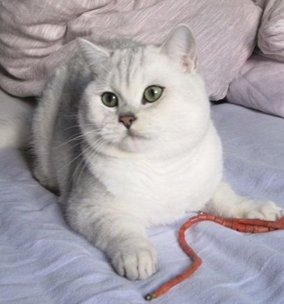 AAA Smiliing Cats