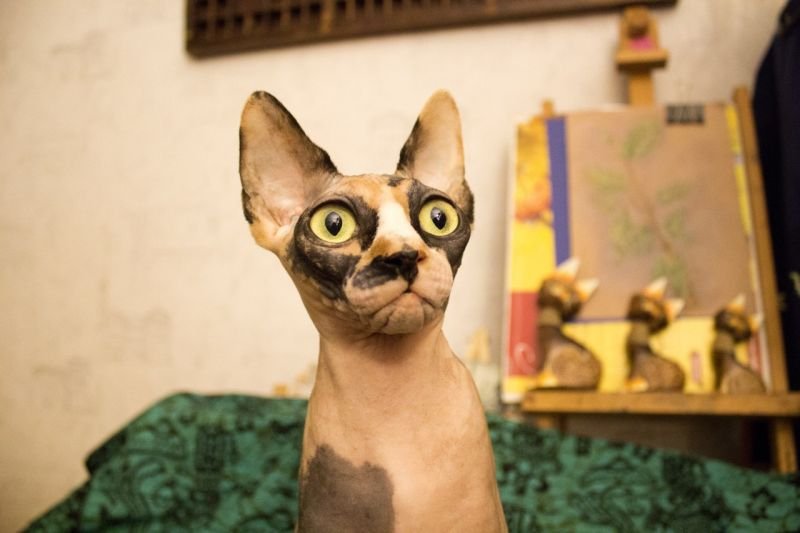 König sphynx