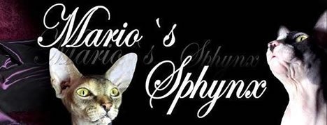 Mario´s Sphynx