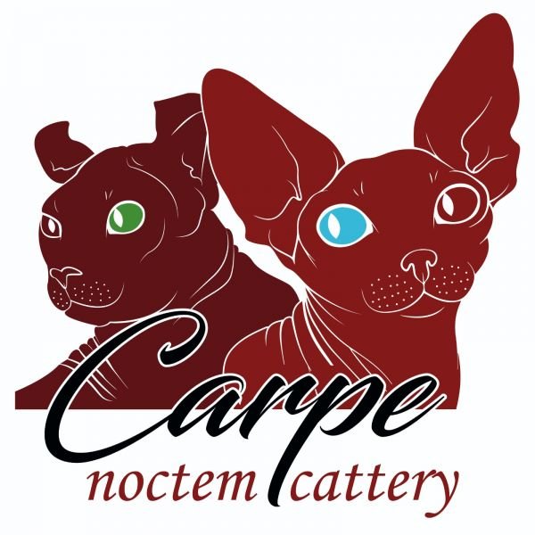 carpe noctem