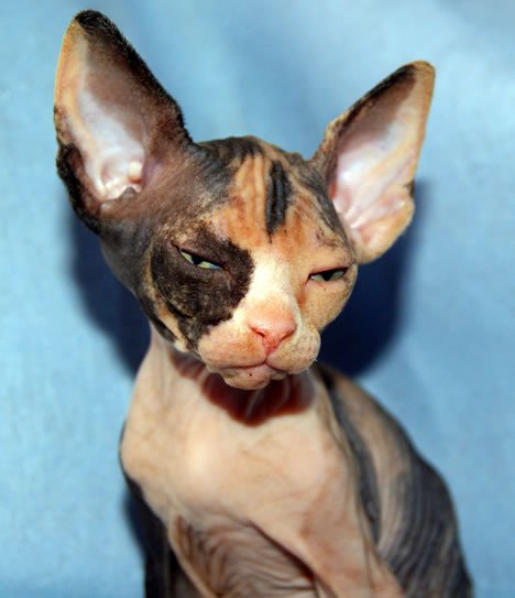 vancarpasphynx