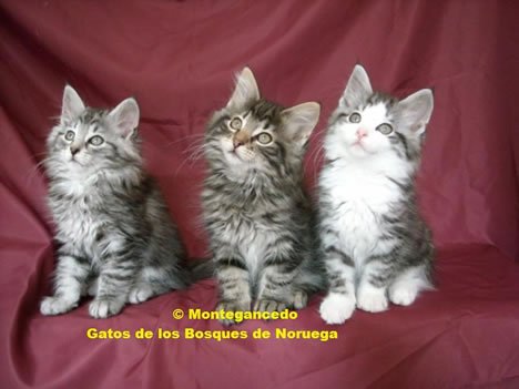 Montegancedo