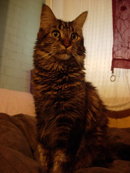 THOR CATS AMELIE (Maine Coon) ~ WorldKittens