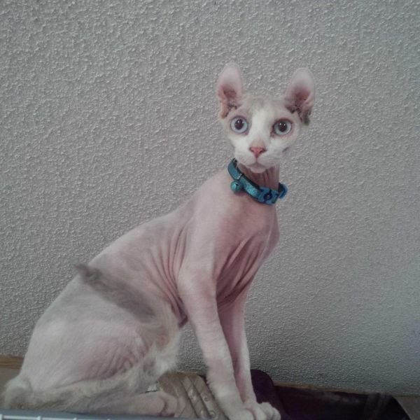 Triple F\'s Sarah Larah Elf Cat