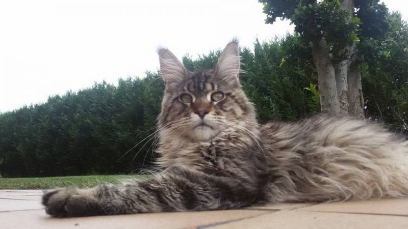 ZELDA SHONYCOON