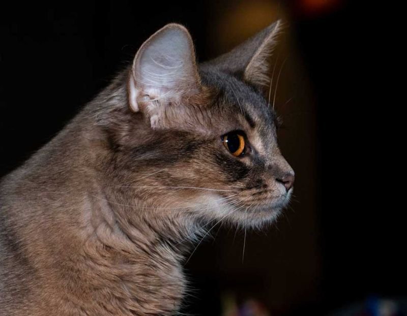 Sable Klan Rhea of PerBast