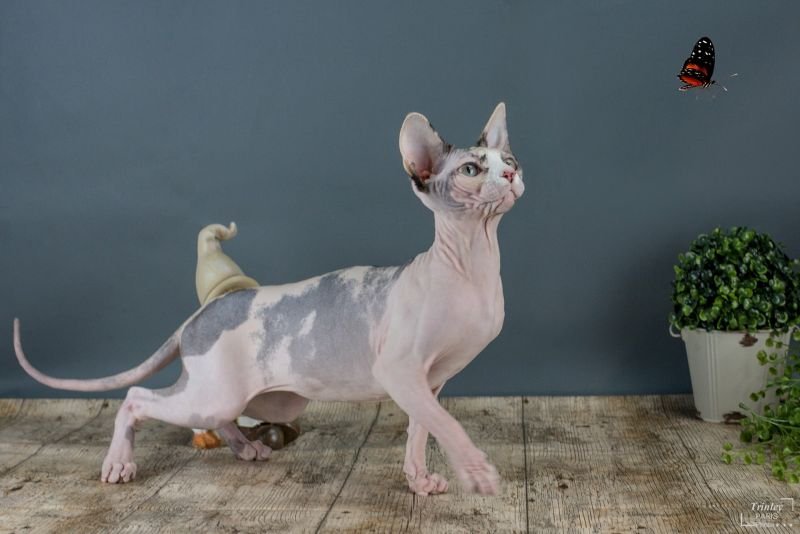 CAT´ANNA MILENA VELVET