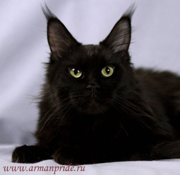 WildBeautyCoon`s Zulfiya