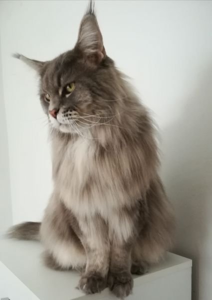 Tiger Castalynx