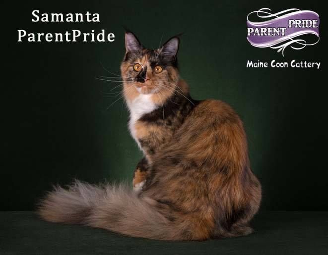 Ch.Samanta ParentPride*RU
