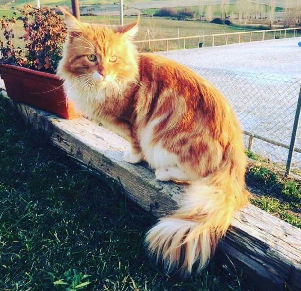 Garfield