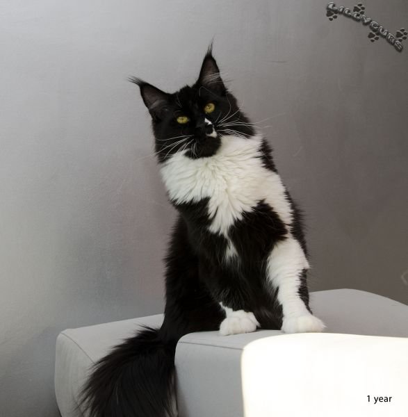 CH PL*Lillycubs Fragola