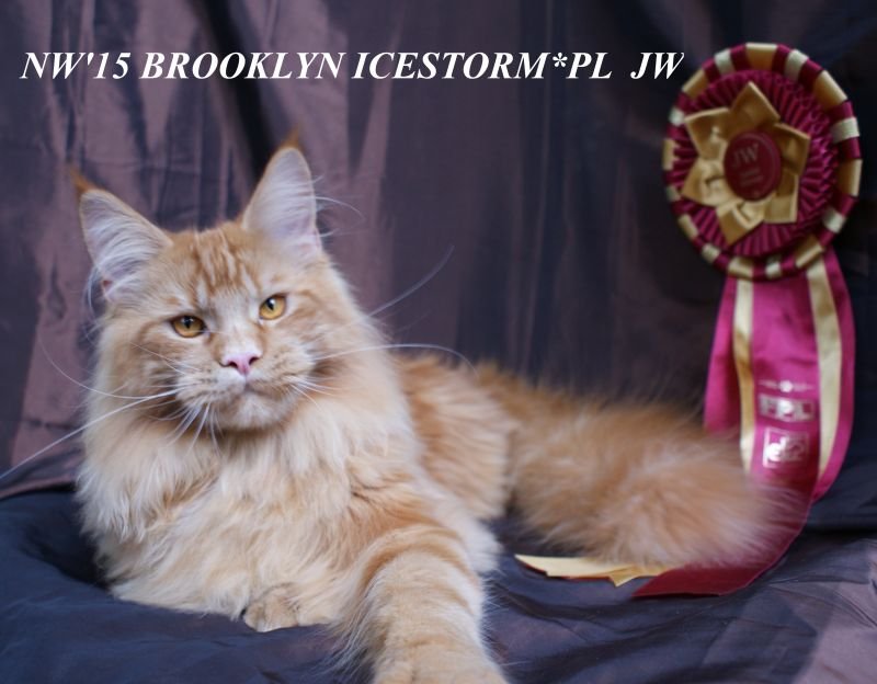 NW PL*Icestorm Brooklyn, JW
