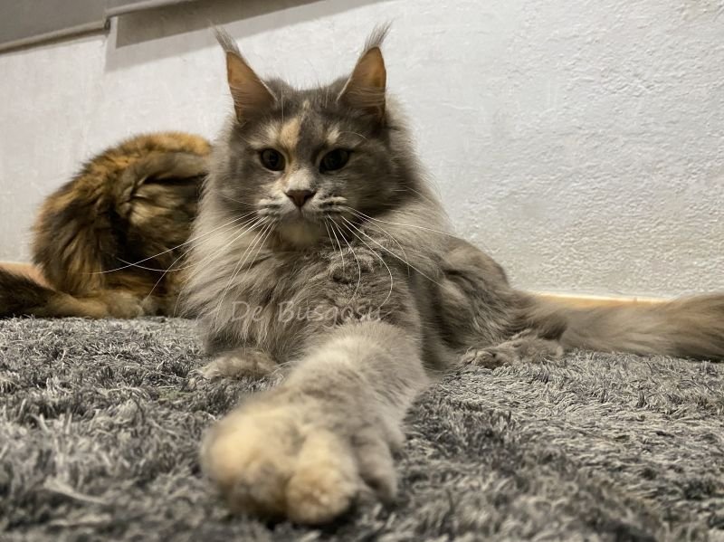 Molly De Busgosu