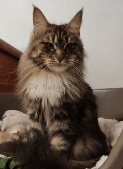 Maggie De Busgosu