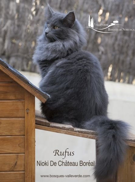 Rufus