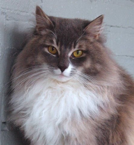 Mister Mistoffelees av Sira