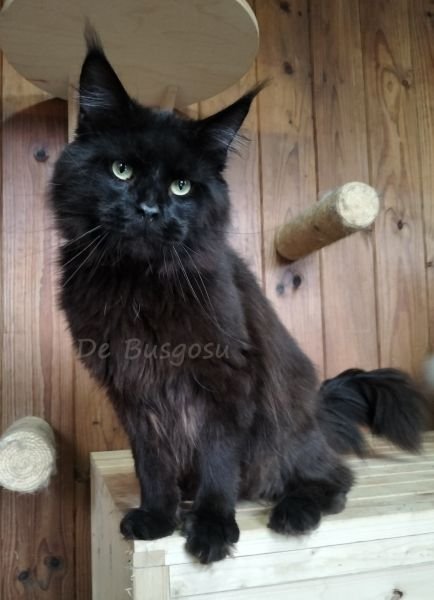 BAGHEERA DE BUSGOSU