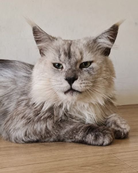 RIDDIK GRAY LION