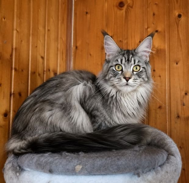 Margarita
