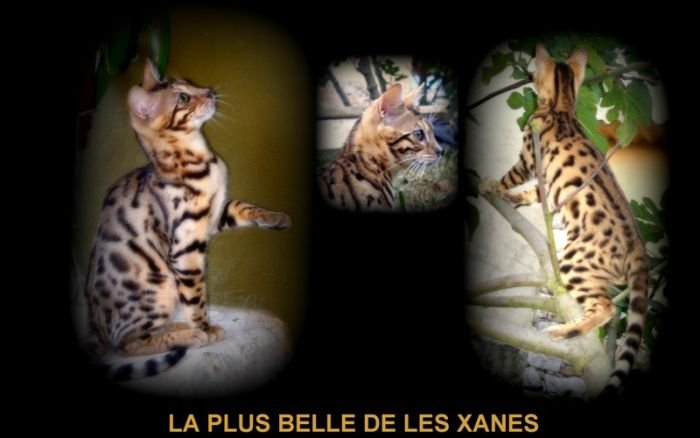 La Plus Belle de les Xanes