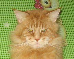 Archibald Liger Cat