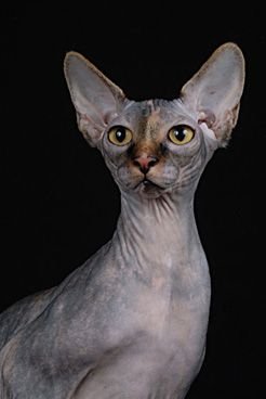 LUMA