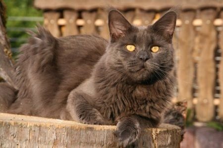 Alpha Cats Feedback