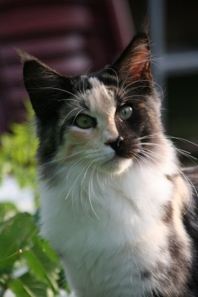 Oldmill Tigers Dakota Spirit