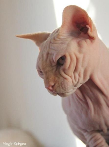 Joser Parker of Mayjo Sphynx