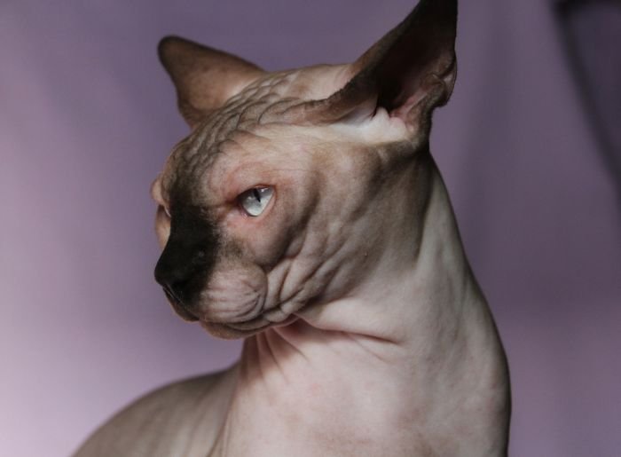 Joser Hardy-Edgar of Butterflies Sphynx