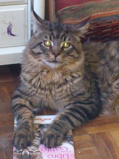 Oversize Strozzascotte