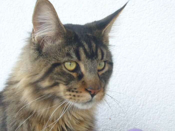 Txiki (BJ de Vitorones)