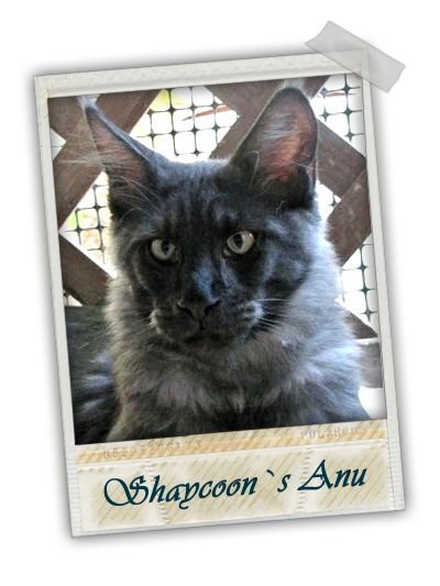 Shaycoon`s Anu