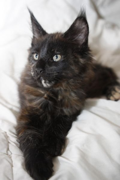 Beatrice of Astridmaine
