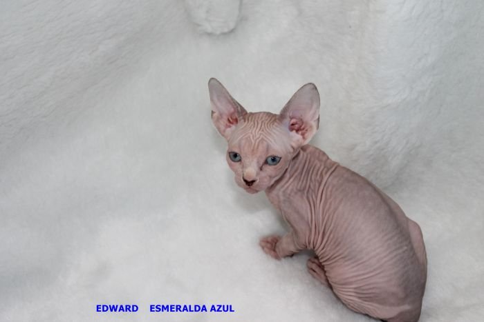 EDWARD